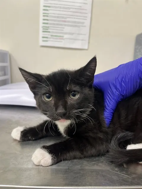 Adoptable Cat