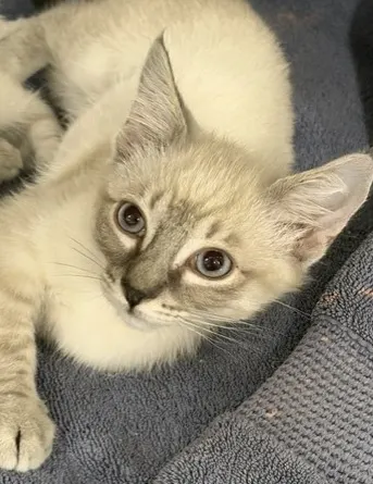 Luca
