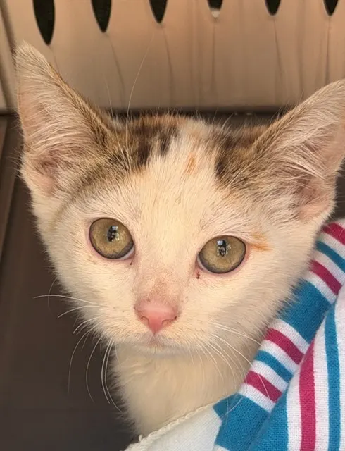 Adoptable Cat