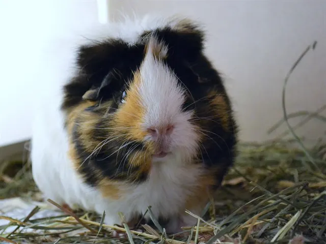 Caramel