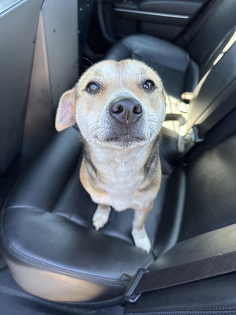 Maya