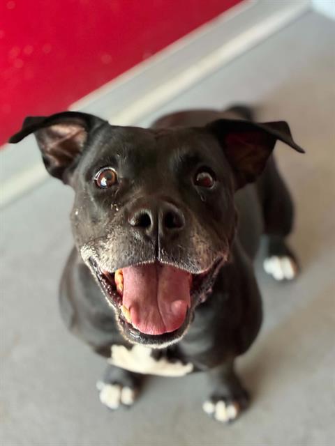 Adoptable Dog