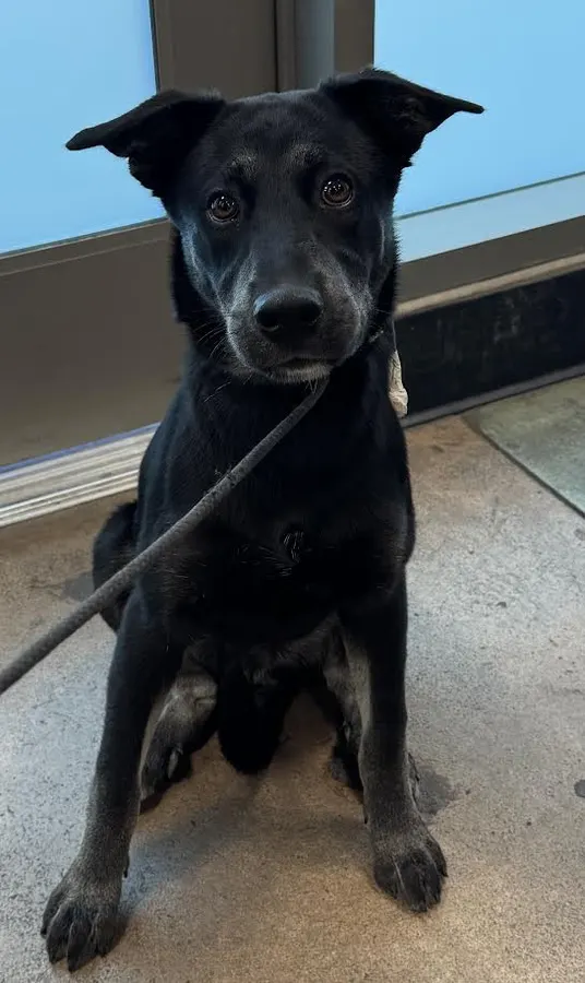 Bolt