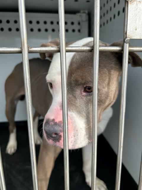 Adoptable Dog