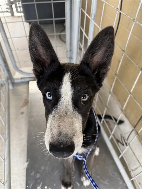 Adoptable Dog