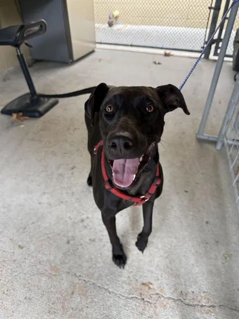 Adoptable Dog