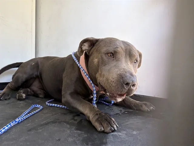 Adoptable Dog