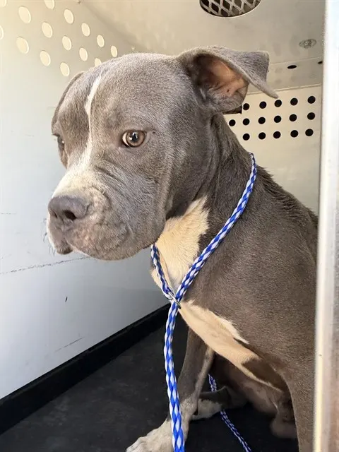 Adoptable Dog