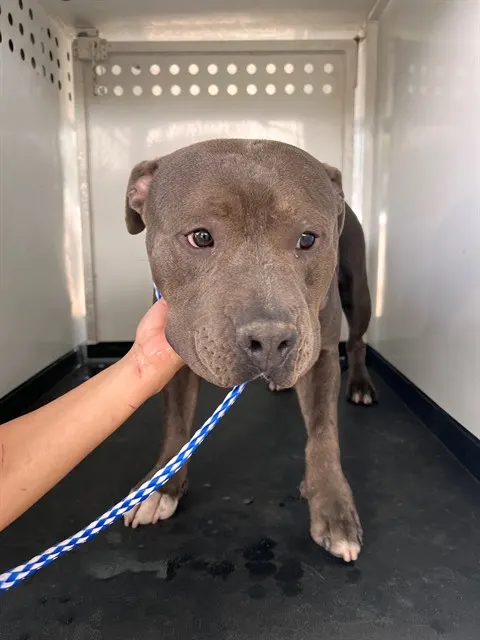Adoptable Dog