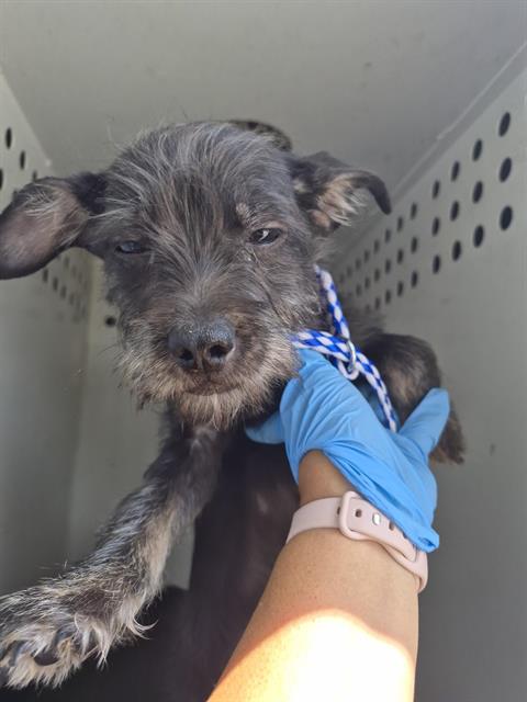 Adoptable Dog