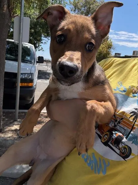 Adoptable Dog