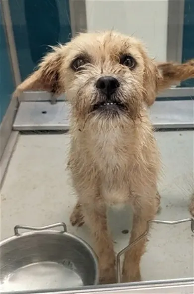 Adoptable Dog