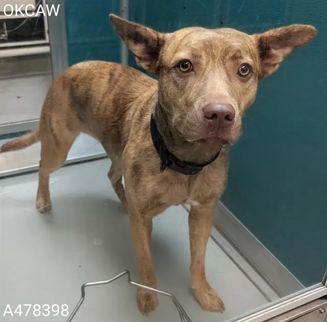 Adoptable Dog