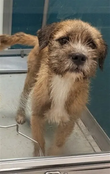 Adoptable Dog