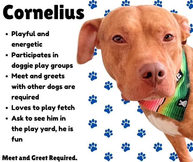Cornelius