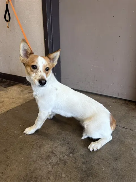 Adoptable Dog