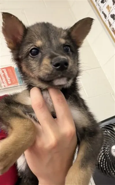 Adoptable Dog