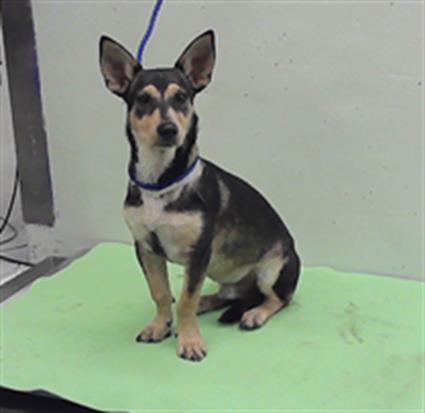 Adoptable Dog