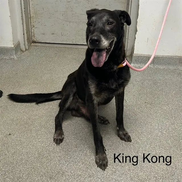 King Kong