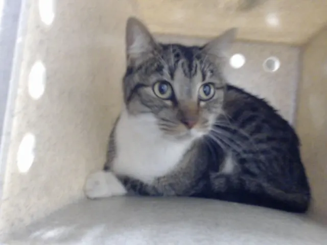 Adoptable Cat