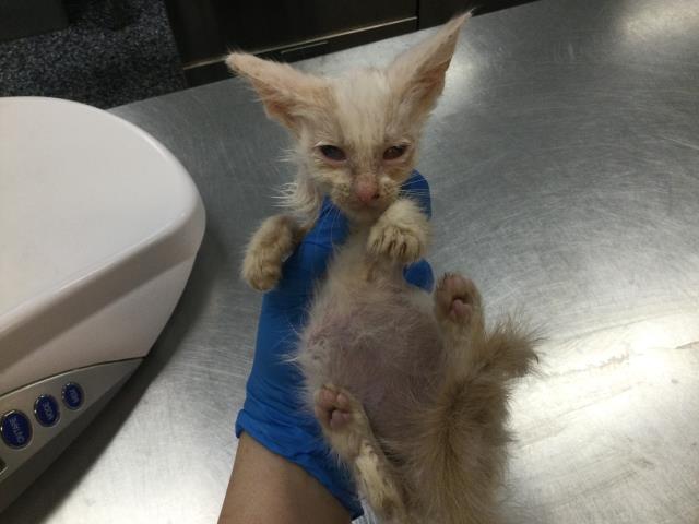 Adoptable Cat