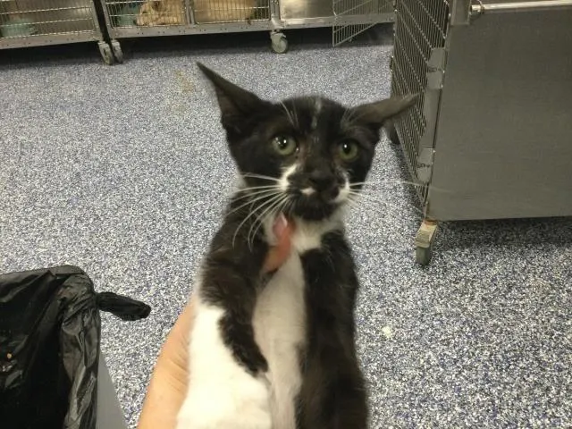 Adoptable Cat