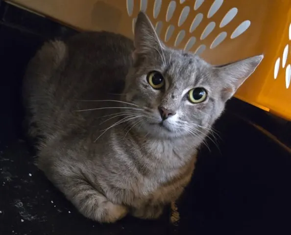 Tinker