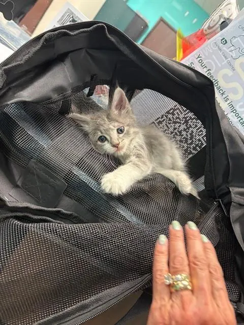 Adoptable Cat