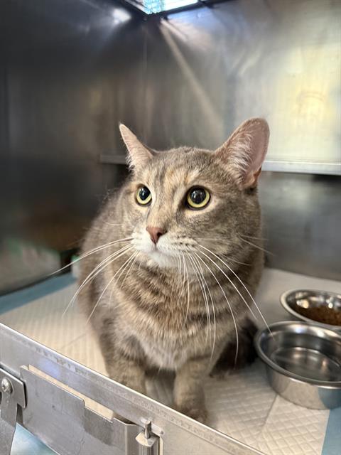 Adoptable Cat