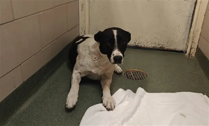 Adoptable Dog
