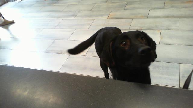 Dixie