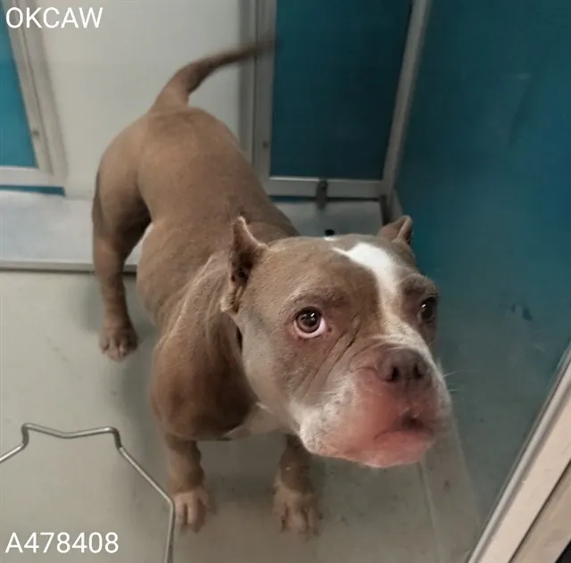 Adoptable Dog