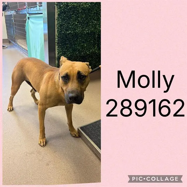 Molly