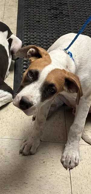 Adoptable Dog