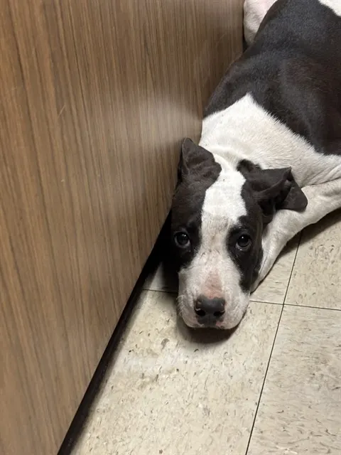 Adoptable Dog