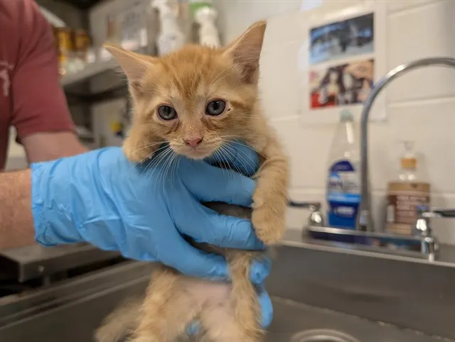 Adoptable Cat