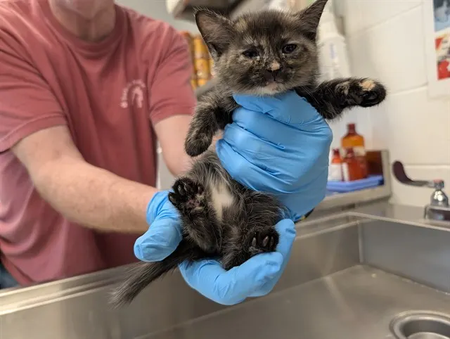 Adoptable Cat