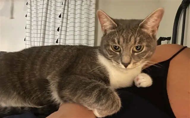 Nova
