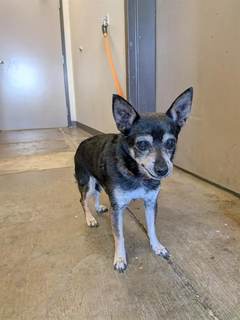 Forrest Gump - Adoption Pendin