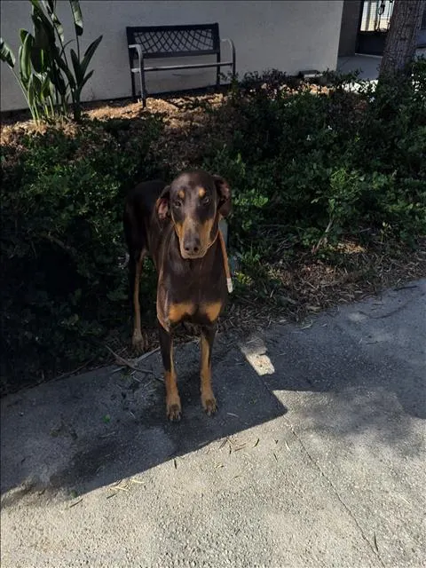 Peppa