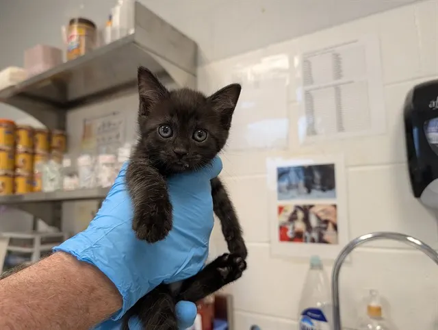 Adoptable Cat
