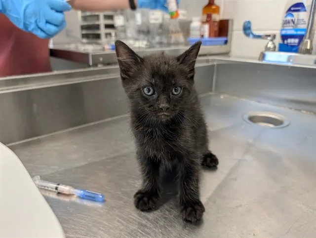 Adoptable Cat