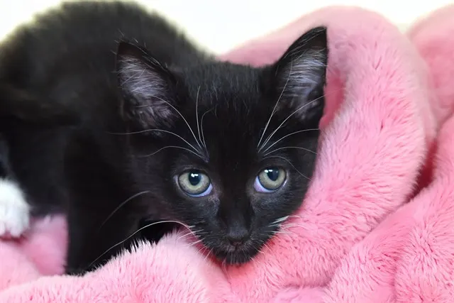 Tuxie