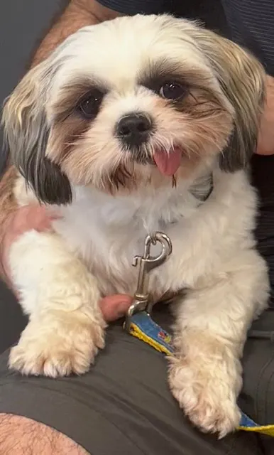 Bandit