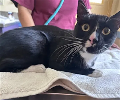 Adoptable Cat