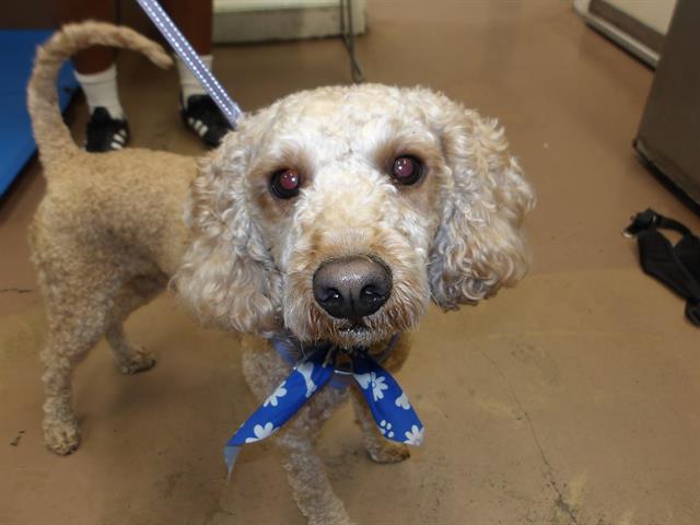 Adoptable Dog