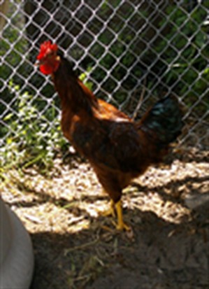 Panchito