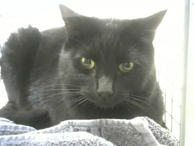 Baxter