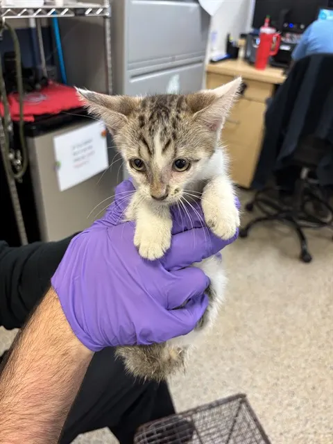 Lil