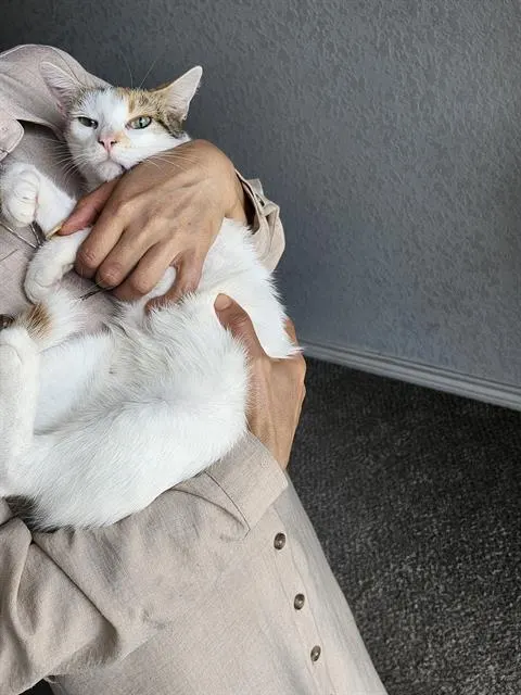 Mimieh